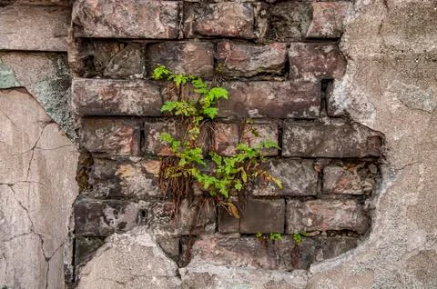 Plant Stock Photos