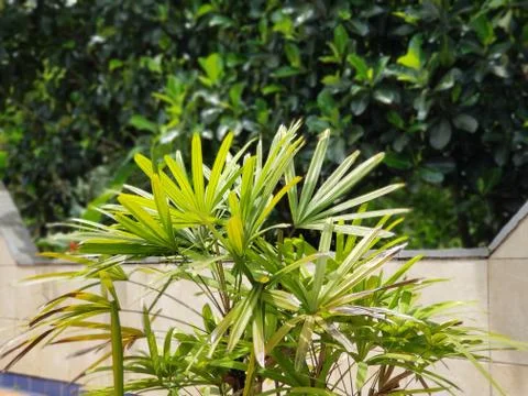 Plant Stock Photos