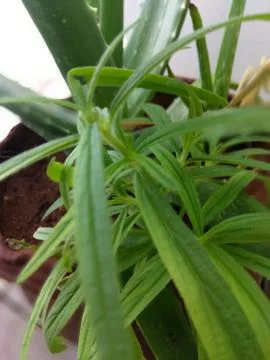 Plant Foto stock