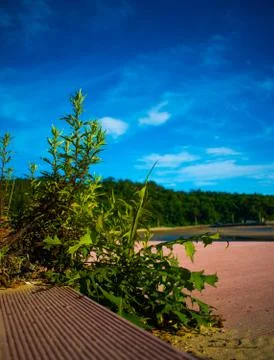 A plant Stock Photos