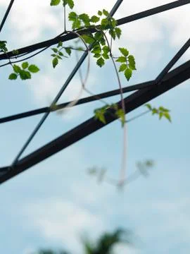 Plant Stock Photos