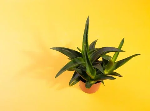 A plant Stock Photos