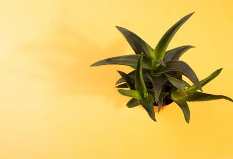 A plant Stock Photos