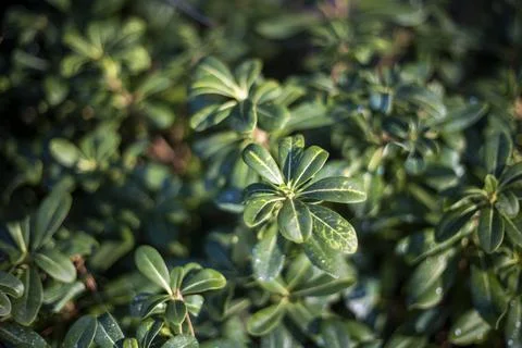 Plant Stock Photos