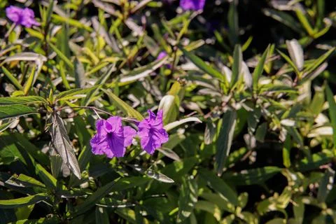 Plant 스톡 사진