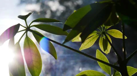 Plant Stock Photos