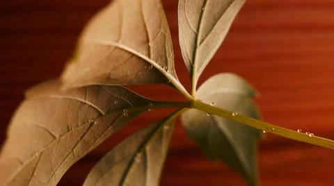 Plant Stock Photos