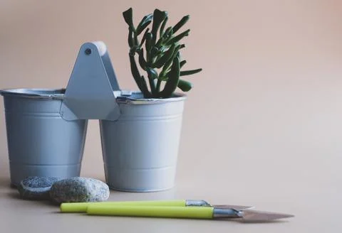Plant Stock Photos