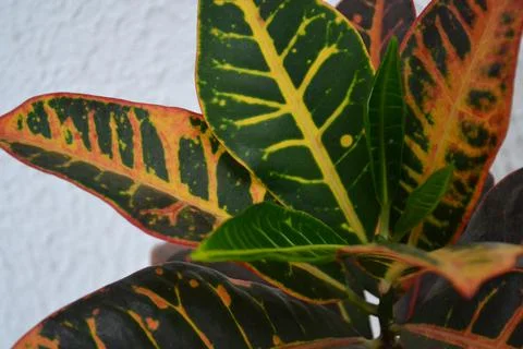 Plant Stock Photos