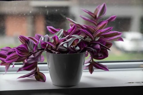 Plant Stock Photos