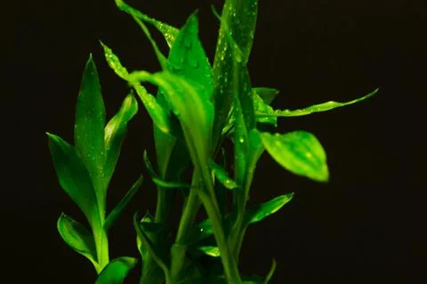 Plant Stock Photos