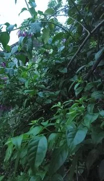 Plant 스톡 사진
