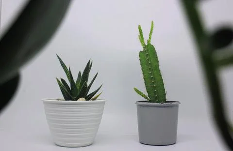 Plant Stock Photos