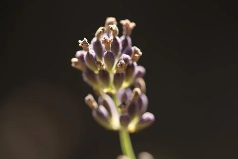 Plant Stock Photos