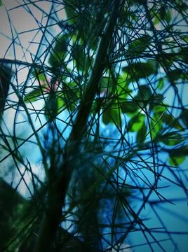 This Plant Foto stock