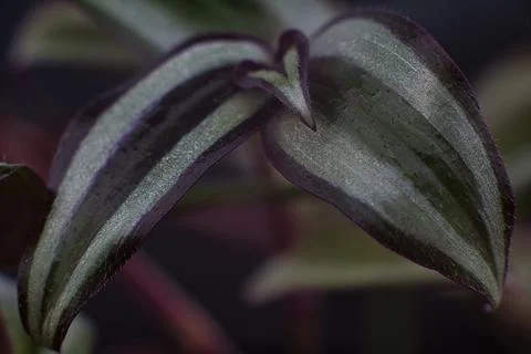 Plant Foto stock