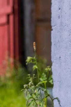 Plant Stock Photos