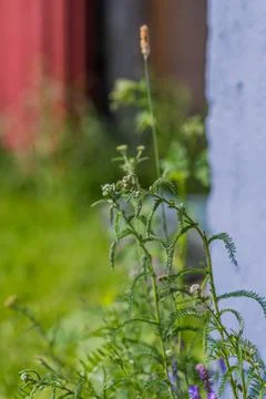 Plant 스톡 사진