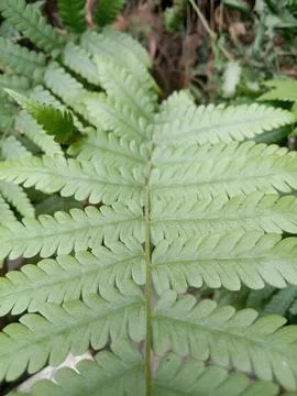 Plant Stock Photos