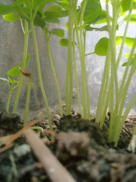 Plant Stock Photos