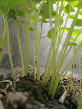 Plant Stock Photos
