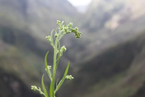 Plant Stock Photos