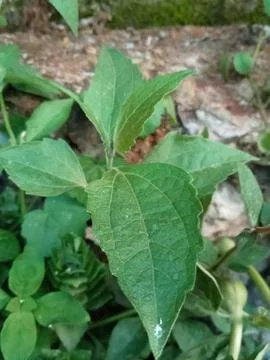 Plant Stock Photos