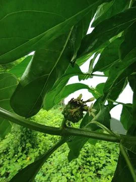 The plant Stock Photos