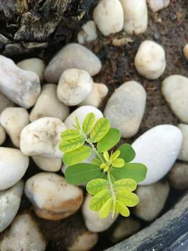 Plant Stock Photos