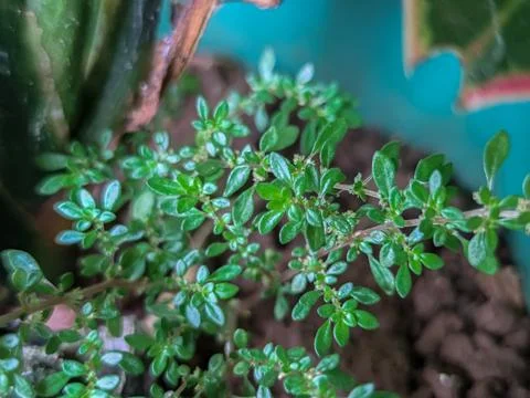 Plant 스톡 사진