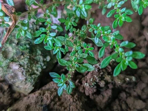 Plant Stock Photos