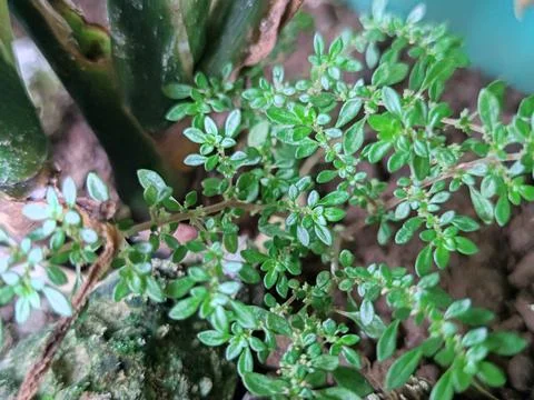 Plant Stock Photos