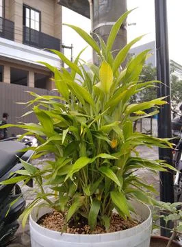 Plant Foto stock