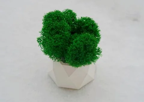 Plant Stock Photos