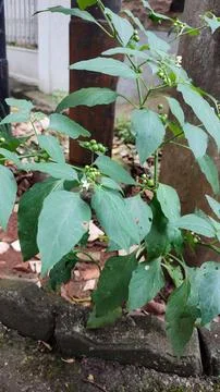 Plant 库存照片