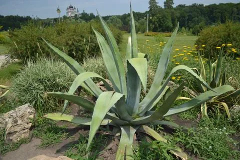 Plant Stock Photos