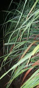 Plant Stock Photos
