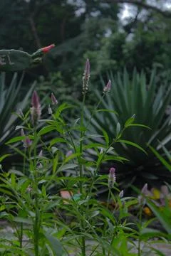 Plant Stockfoto's