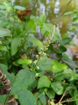 Plant Stockfoto's