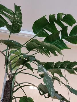 Plant Stockfoto's