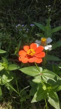 Plant 스톡 사진