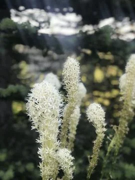 Plant Foto stock