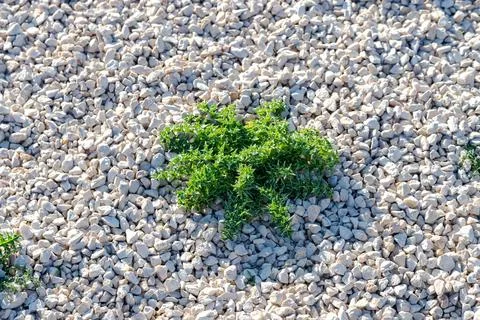 A plant Stock Photos