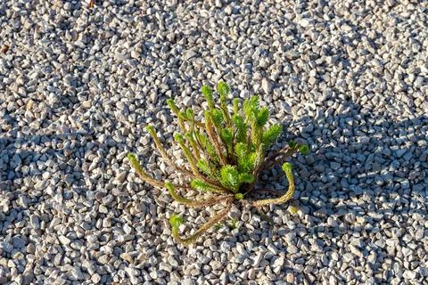A plant Stock Photos