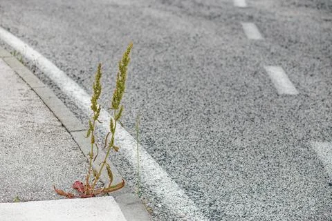 A plant Stock Photos