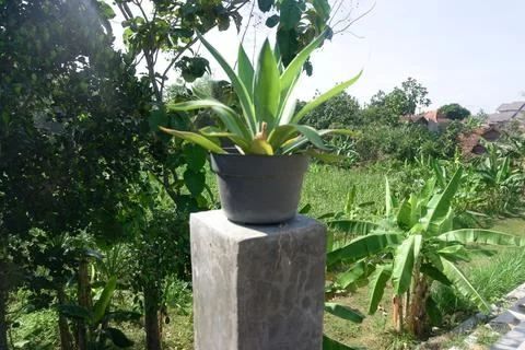 The plant Stock Photos