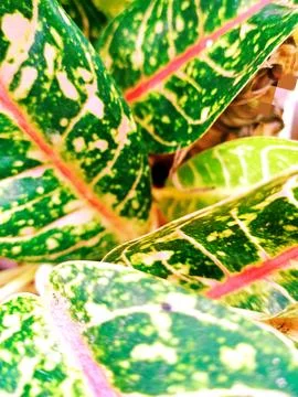 Plant Stock Photos