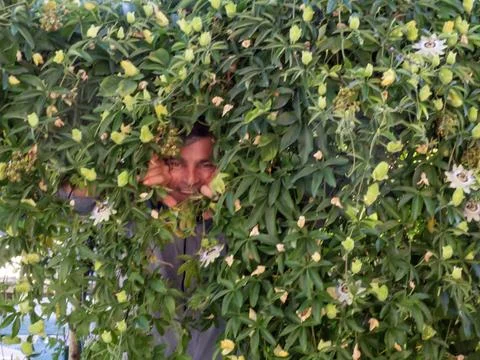 Into the plant Stock Photos