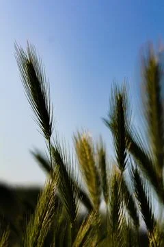 Plant Stock Photos