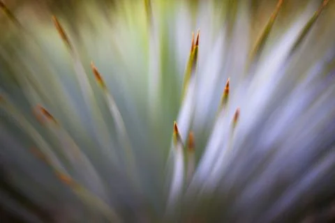 Plant Stock Photos